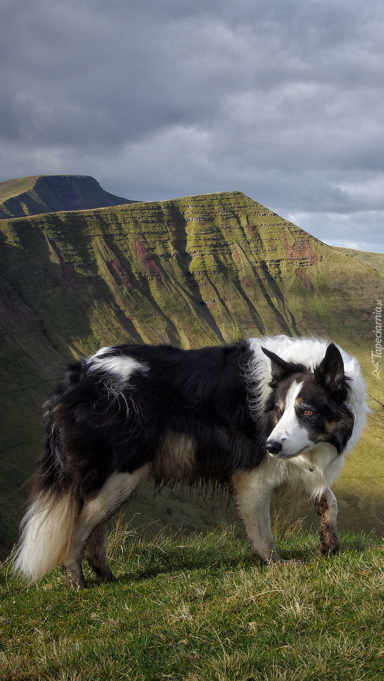 Border collie na górskiej łące