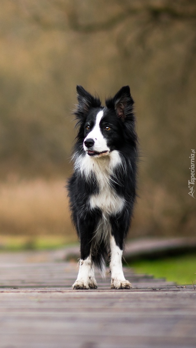 Border collie na kładce