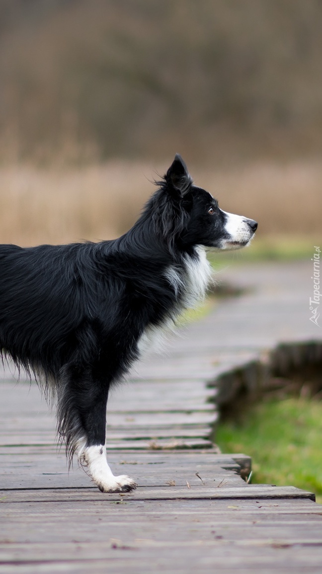 Border collie na kładce