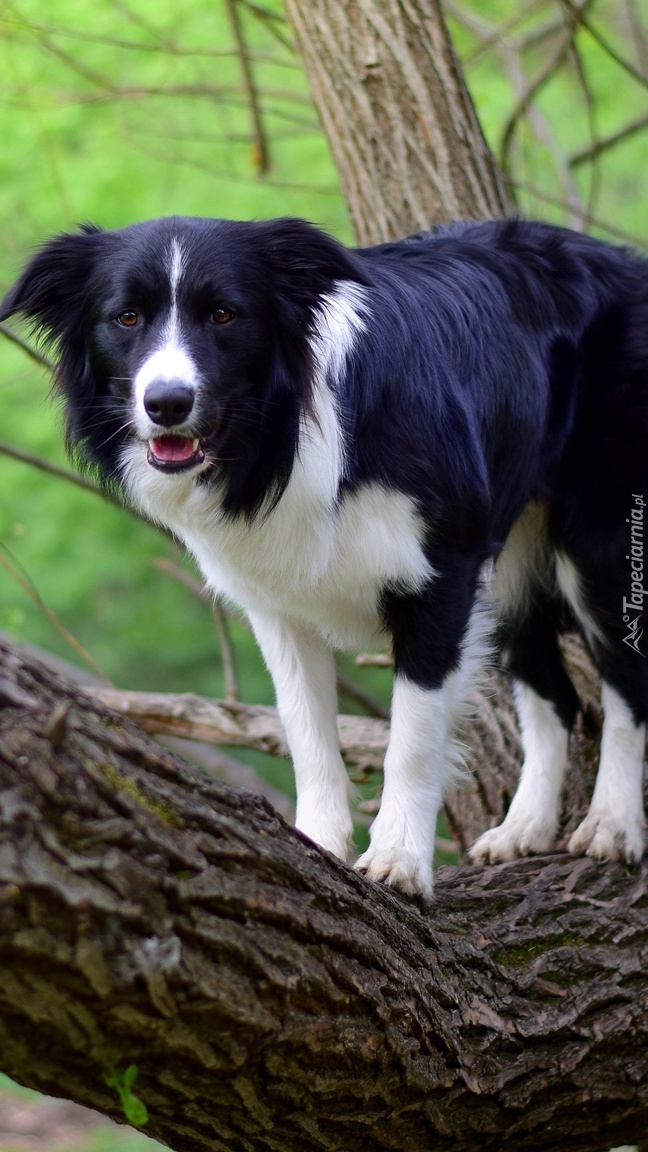 Border collie na konarze