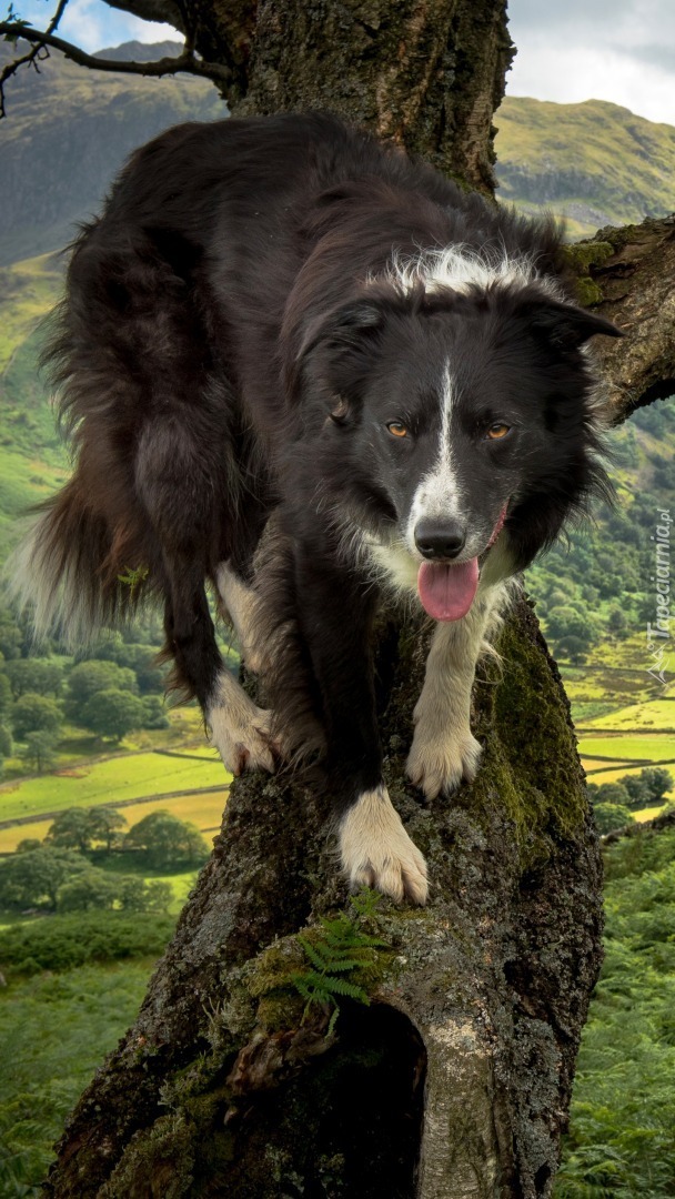 Border collie na konarze