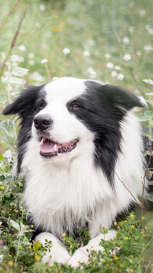 Border collie na łące