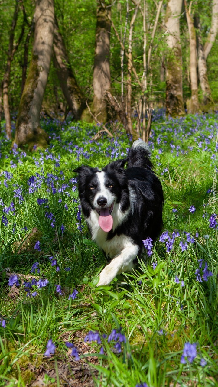 Border collie na łące