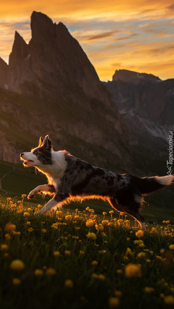 Border collie na łące