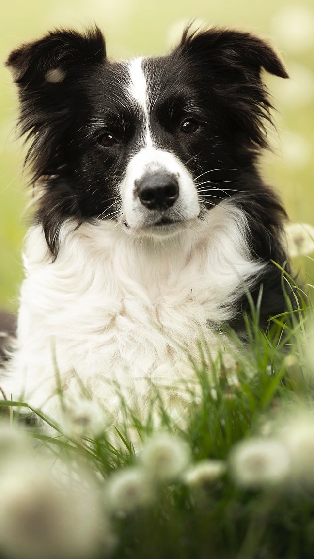 Border collie na łące