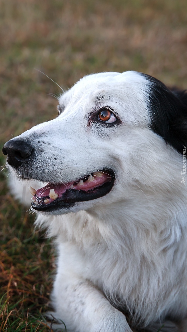 Border collie na łące