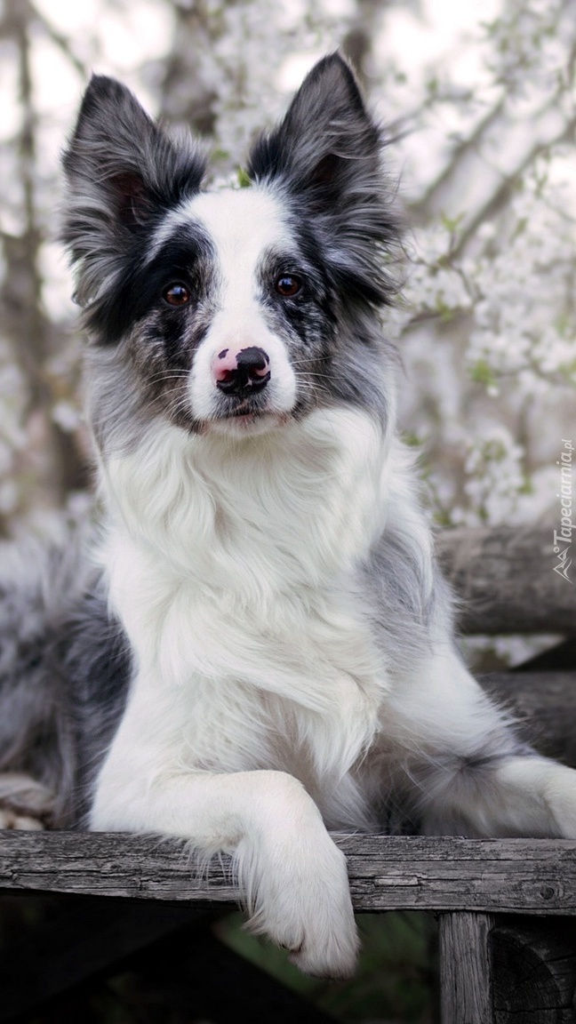 Border collie na ławce