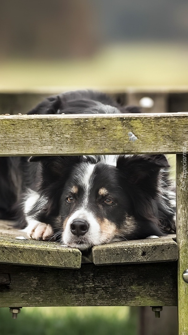 Border collie na ławce