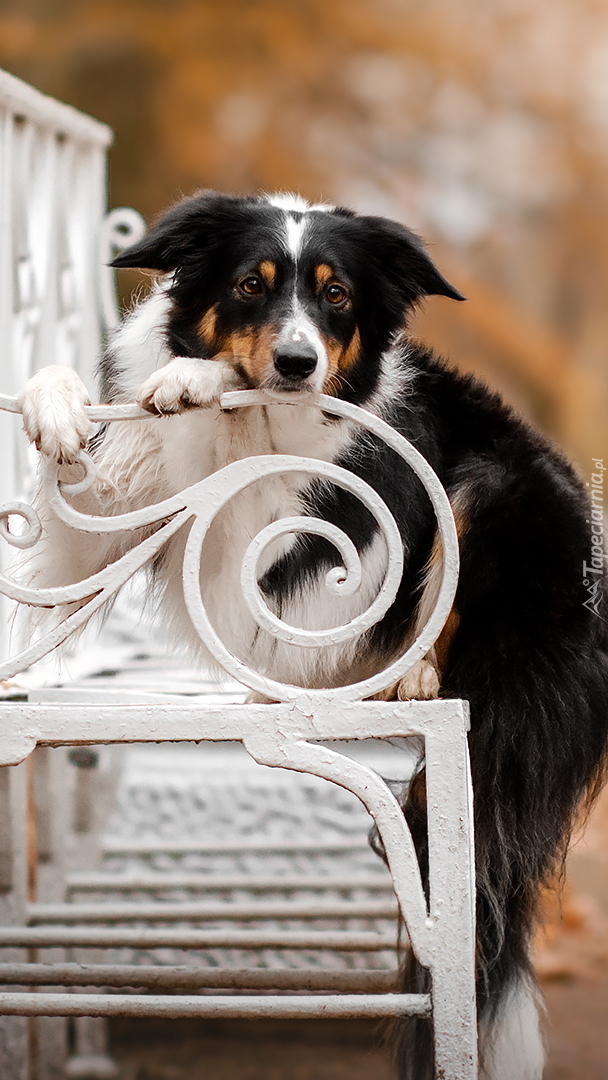 Border collie na ławce