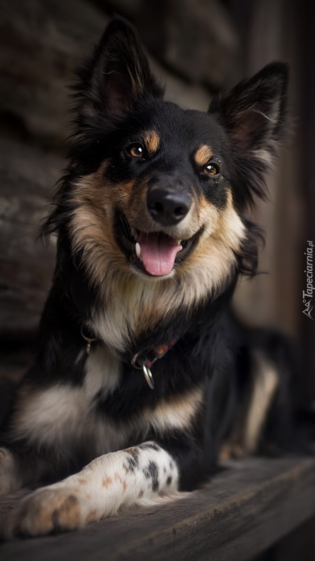 Border collie na ławce