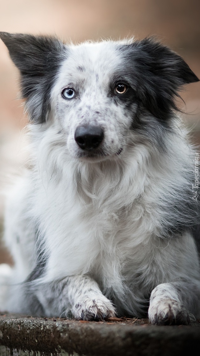 Border collie na murku