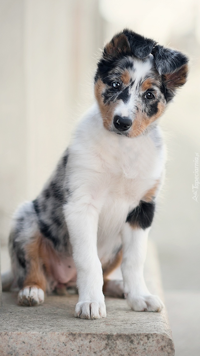 Border collie na murku