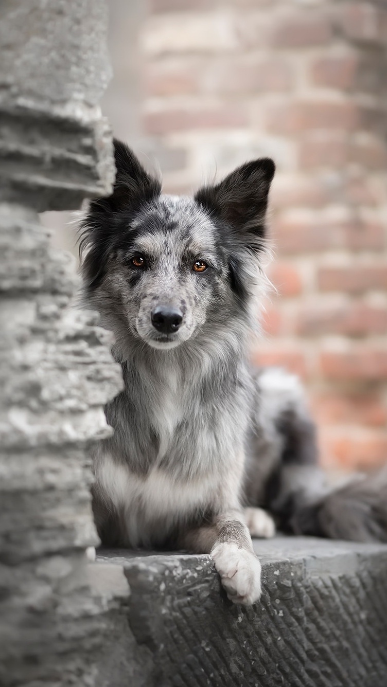 Border collie na murku