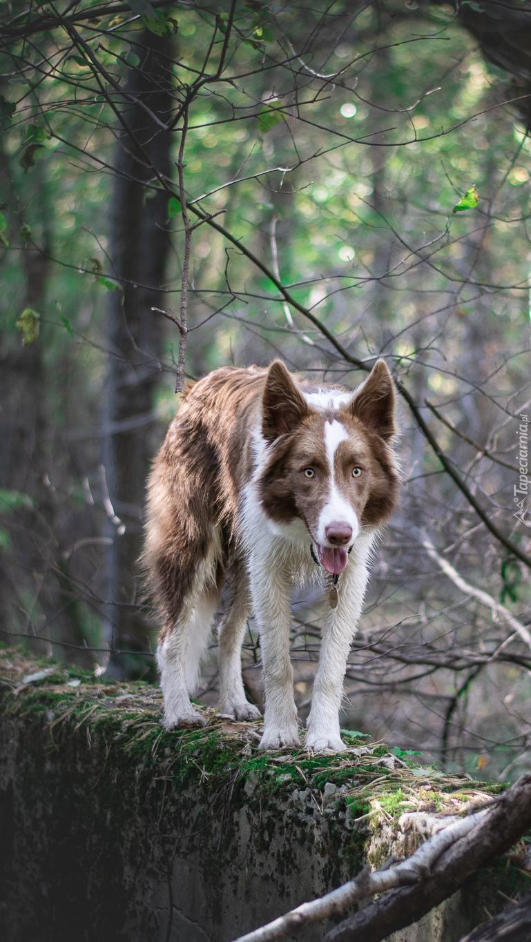 Border collie na murku porośniętym mchem