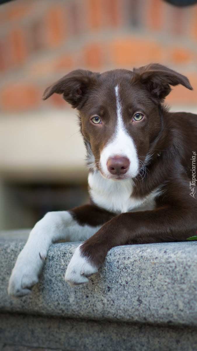 Border collie na murku