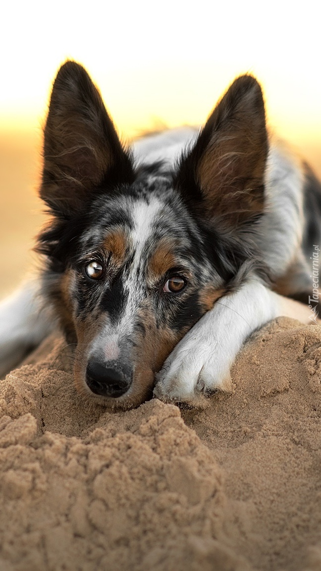 Border collie na piasku