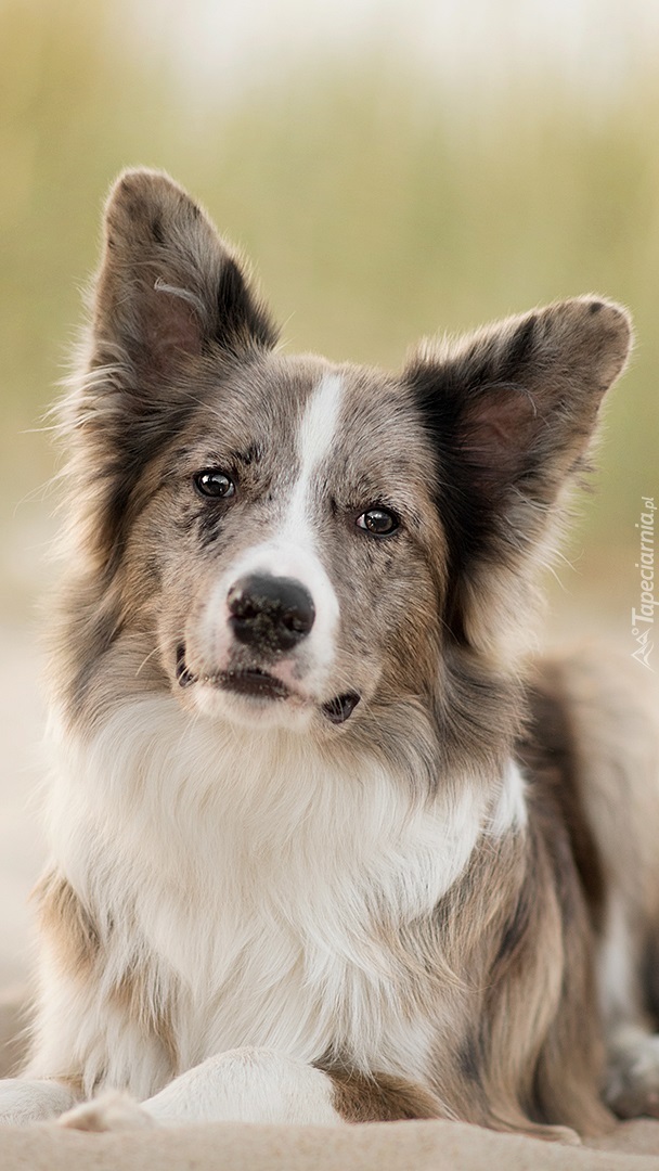 Border collie na piasku