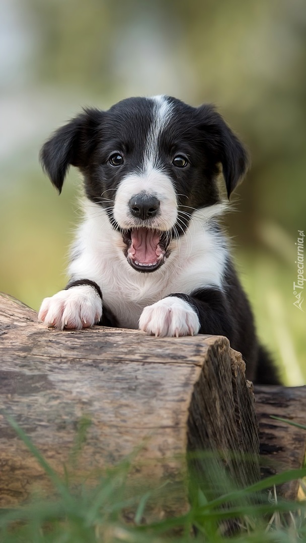 Border collie na pieńku