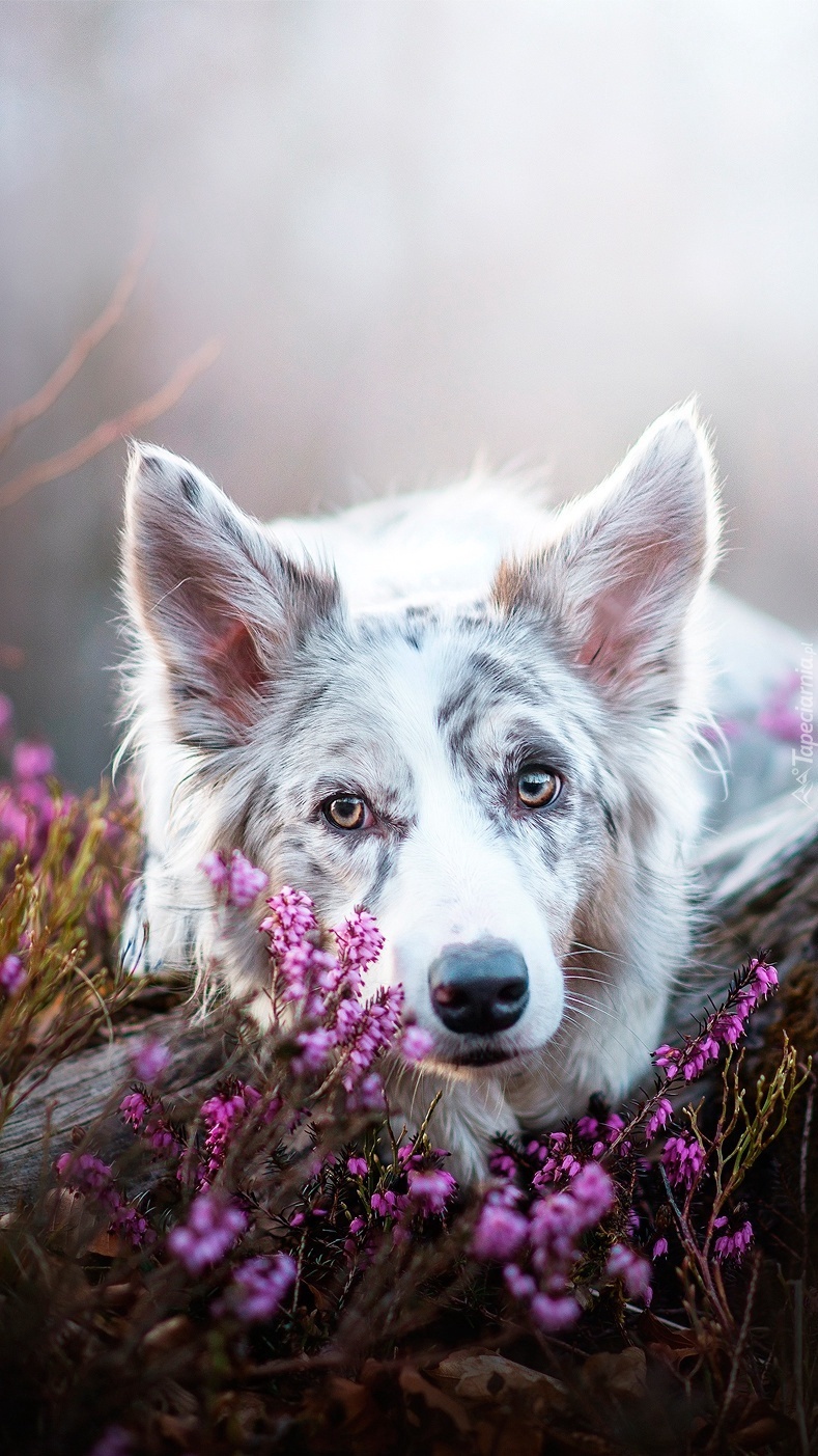 Border collie na pniu i wrzosy