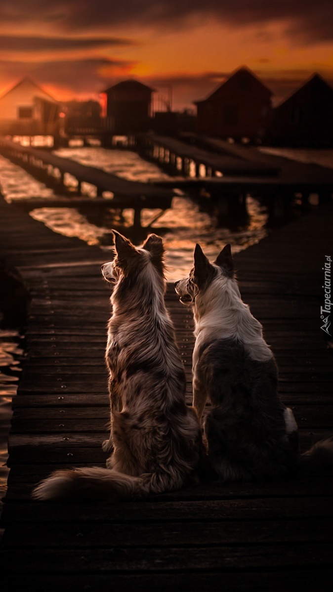 Border collie na pomoście