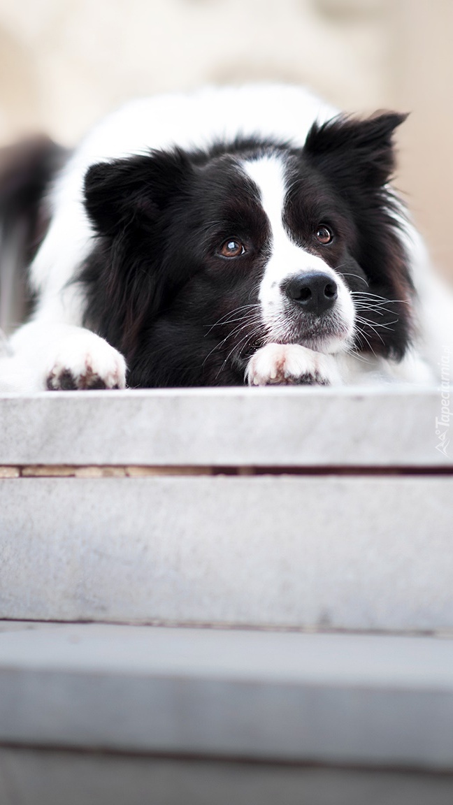 Border collie na schodach