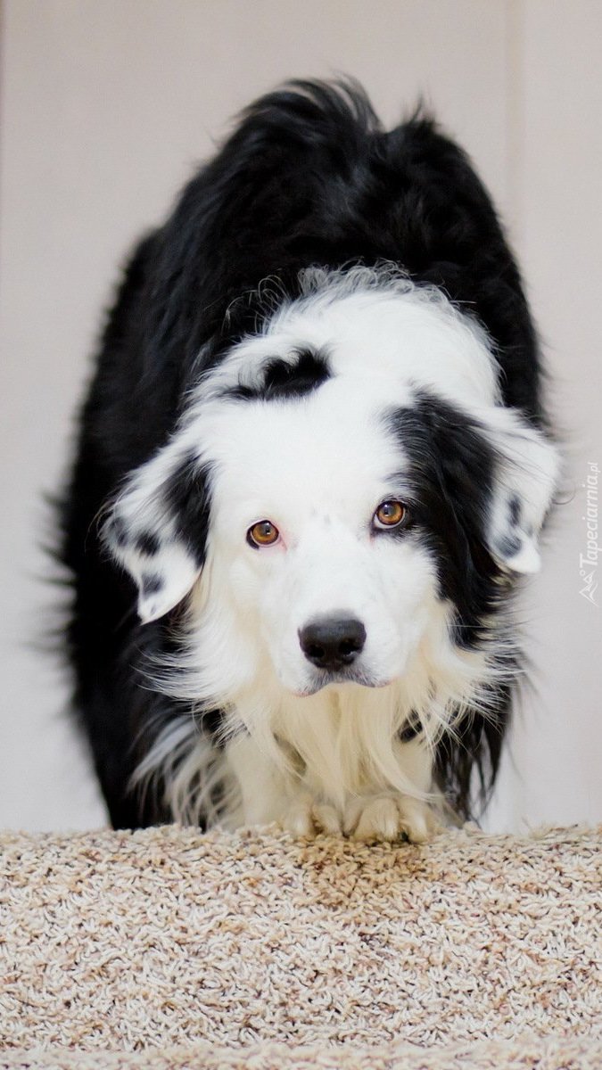 Border collie na schodach