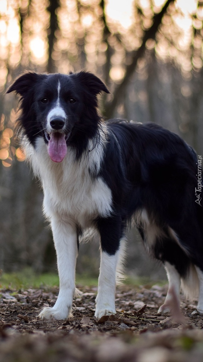 Border collie na ścieżce