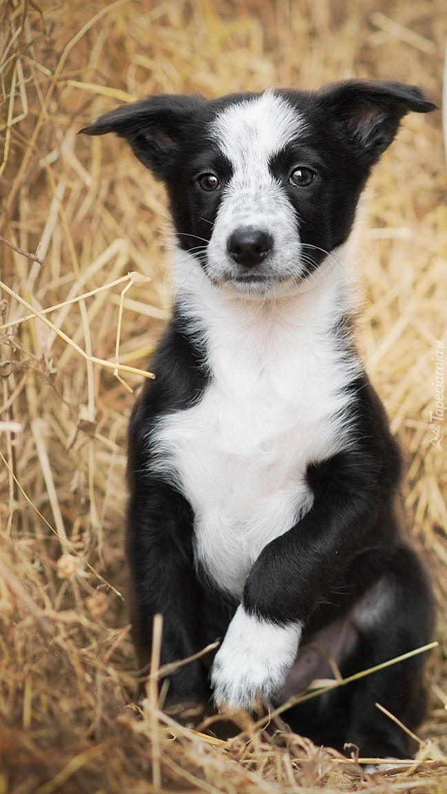 Border collie na sianie