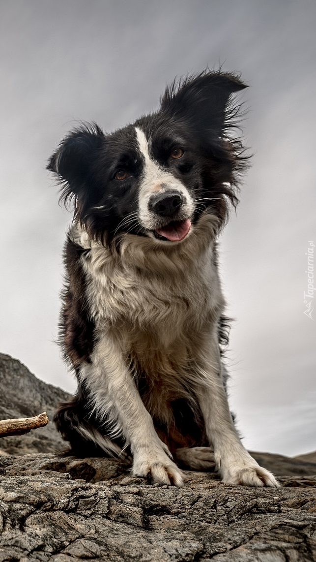 Border collie na skale