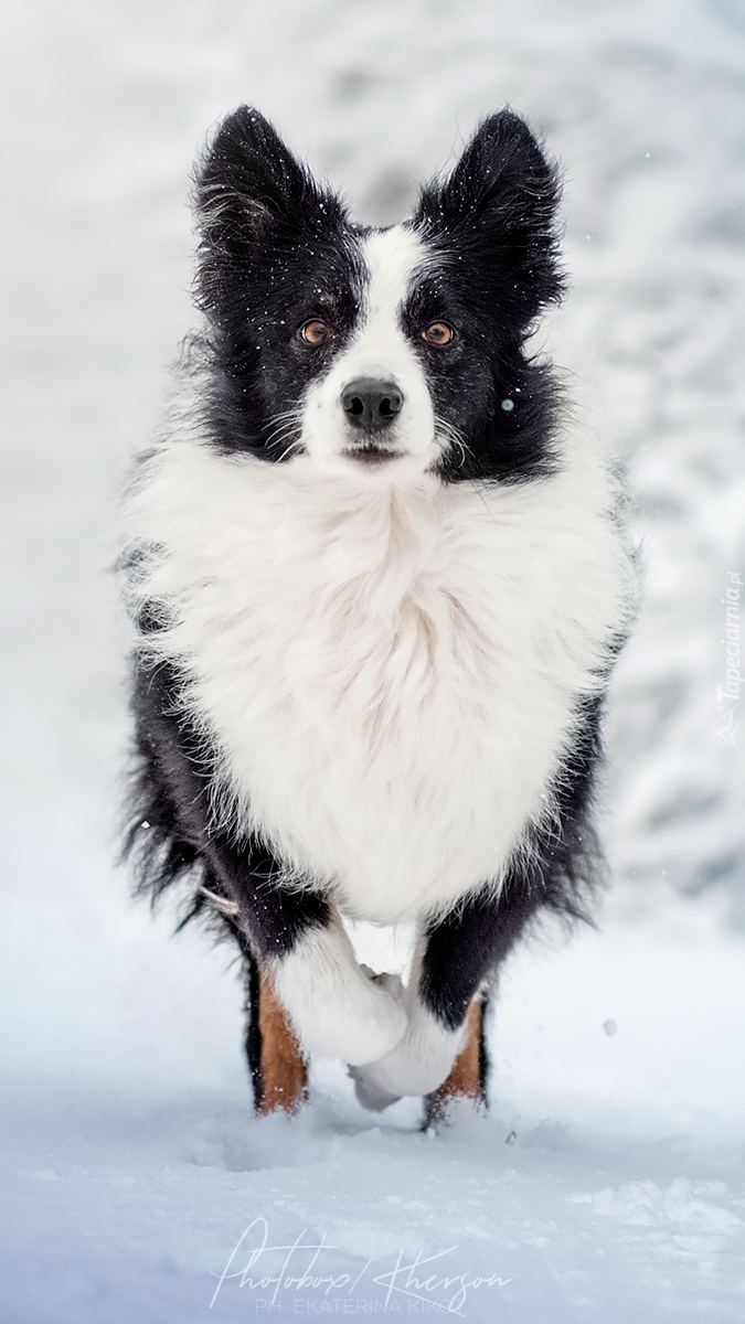 Border collie na śniegu