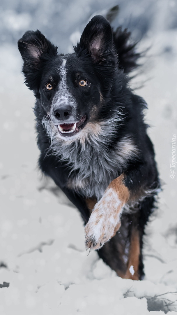 Border collie na śniegu