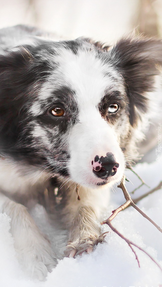 Border collie na śniegu