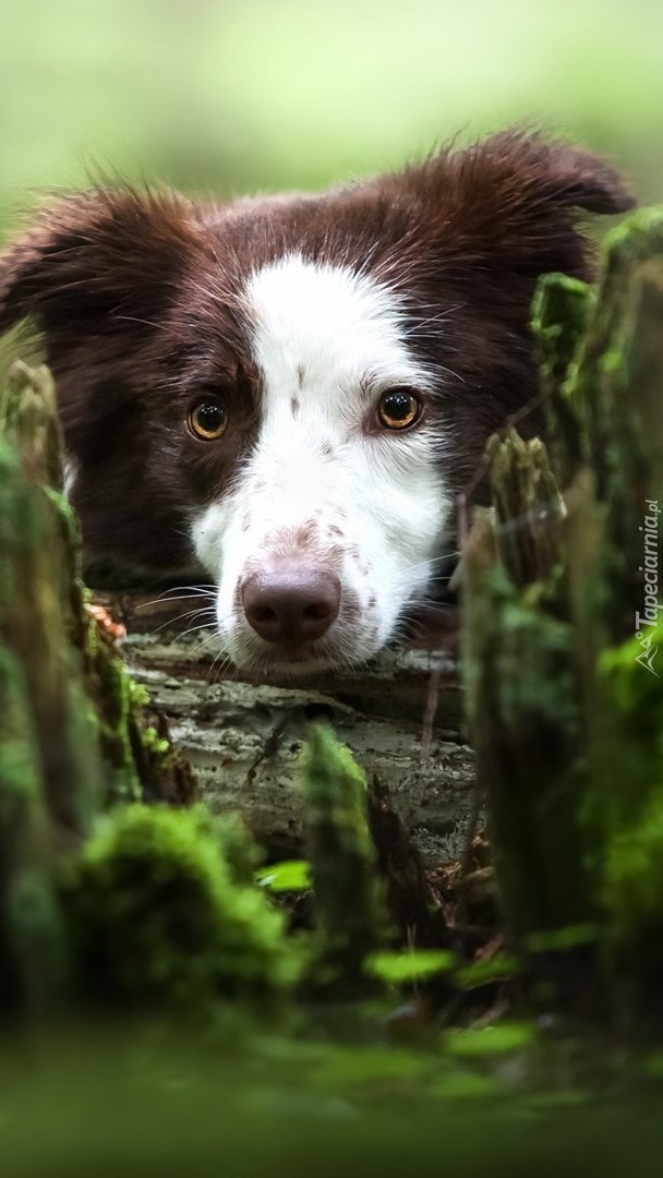 Border collie na spróchniałym pniu