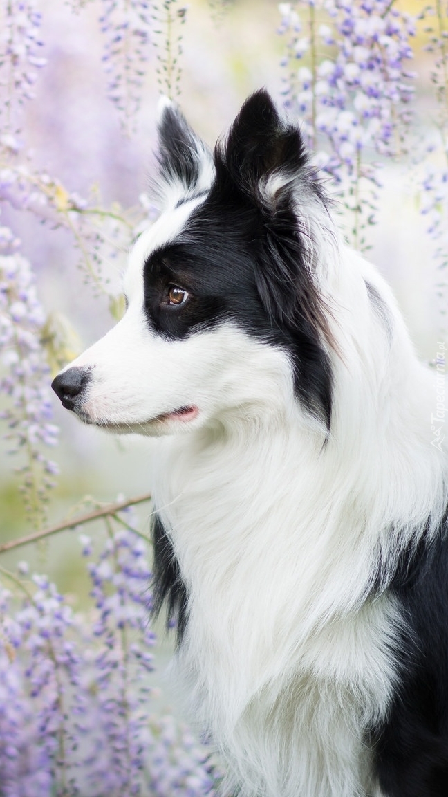 Border collie na tle glicynii