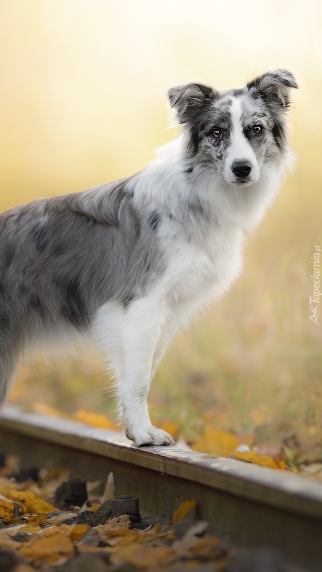 Border collie na torach