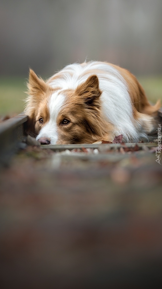 Border collie na torach