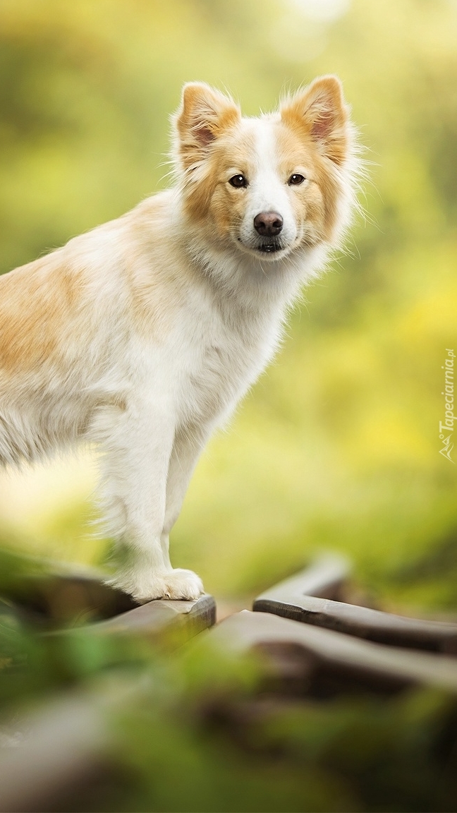 Border collie na torach