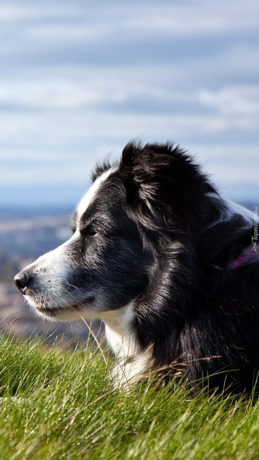 Border collie na trawiastej łące