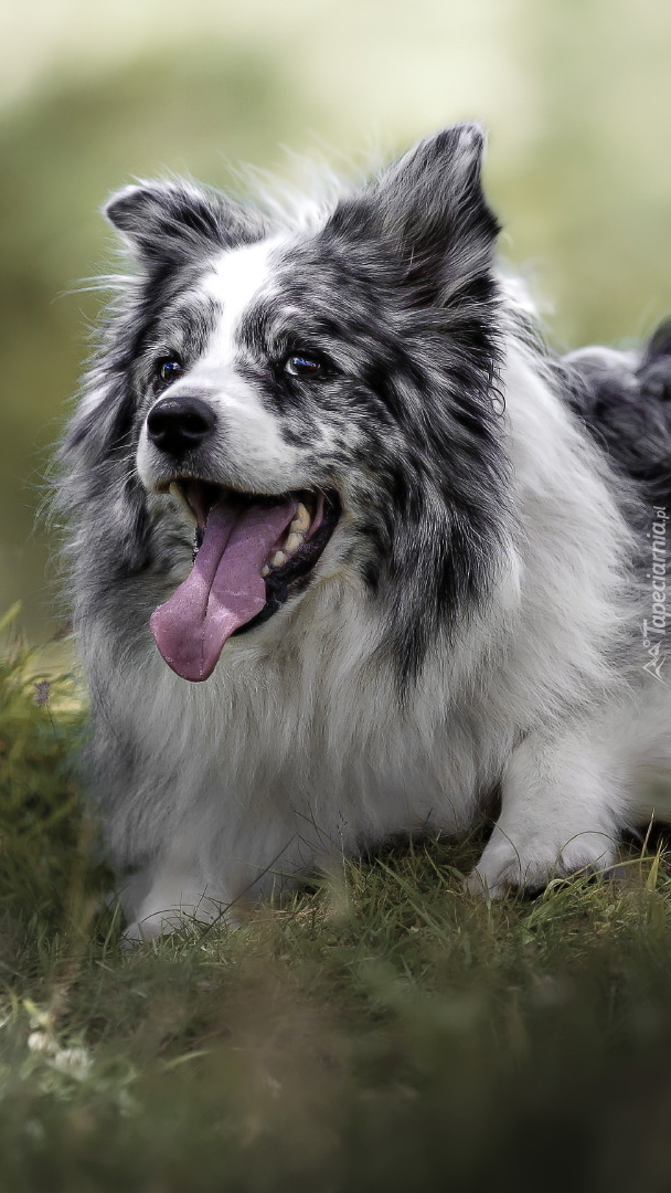 Border collie na trawie