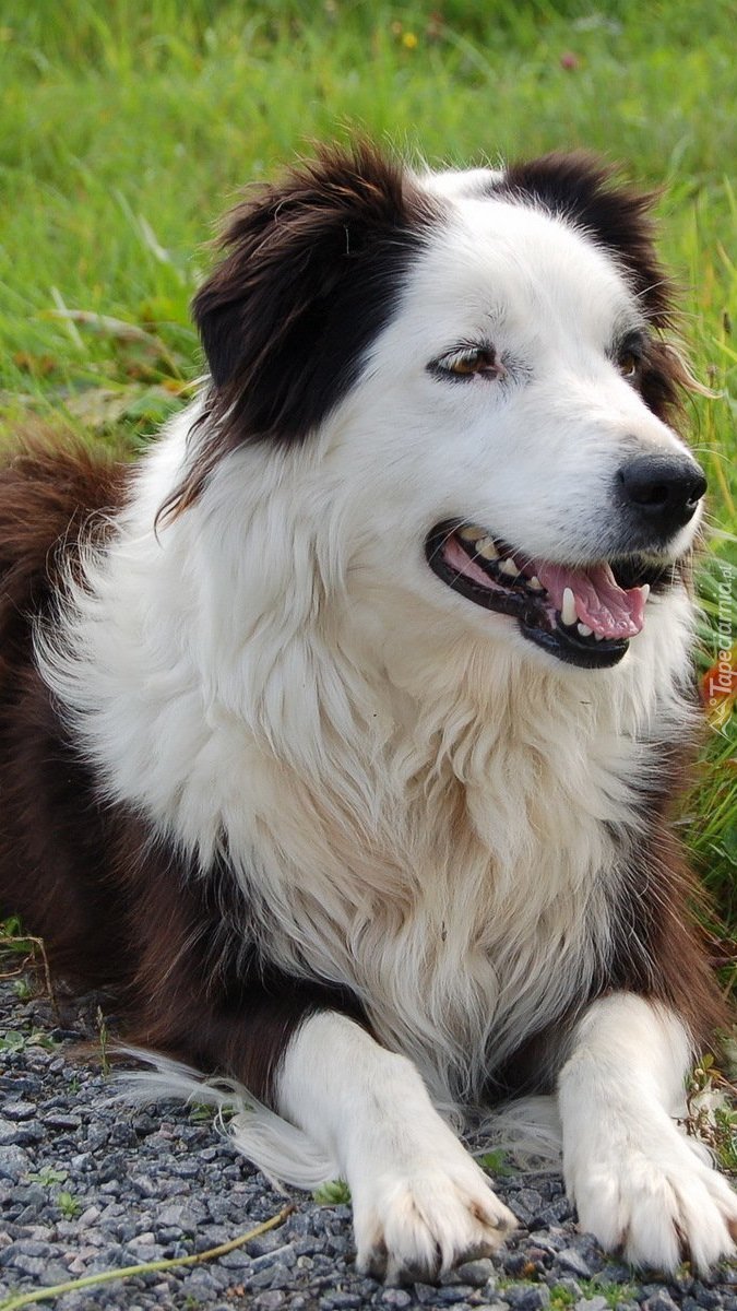 Border collie na trawie