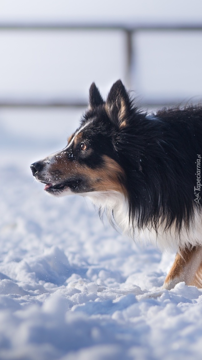 Border collie na tropie