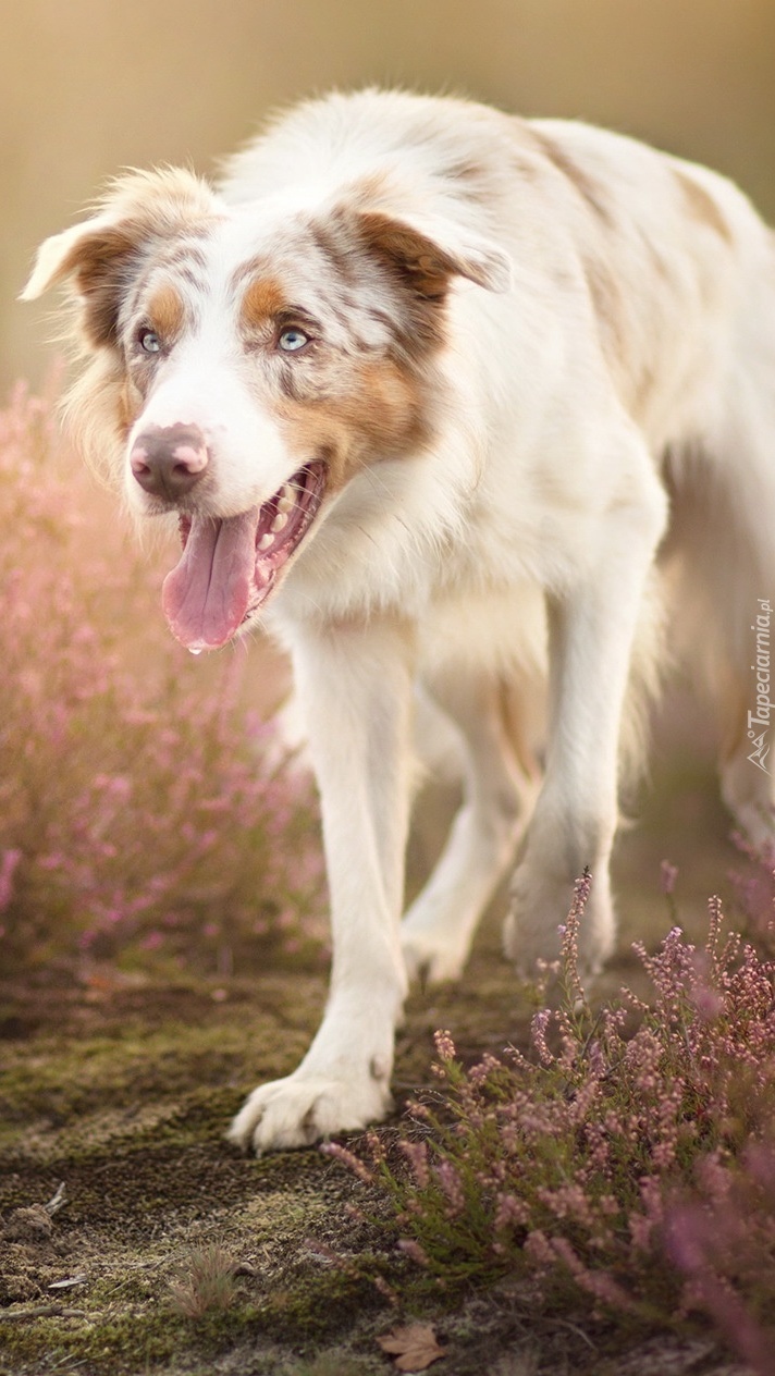 Border collie na wrzosowej polanie