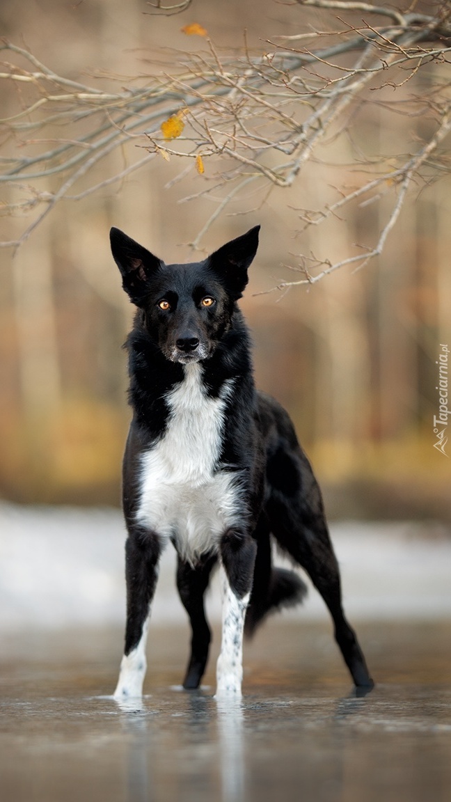 Border collie nad rzeką