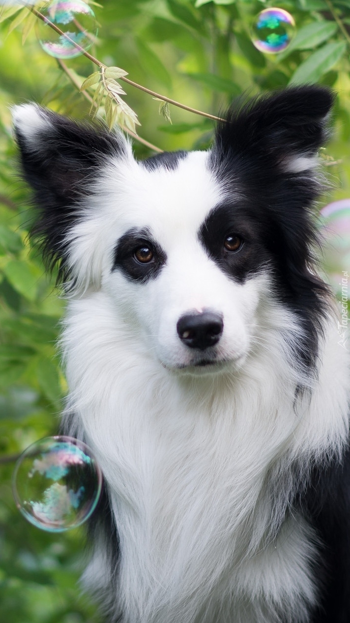 Border collie o czarno-białym umaszczeniu