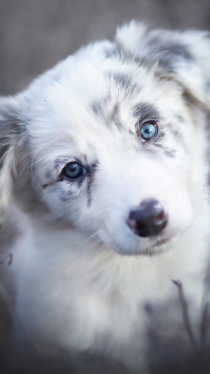 Border collie o pięknym spojrzeniu