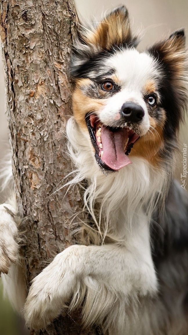 Border collie obejmujący drzewo