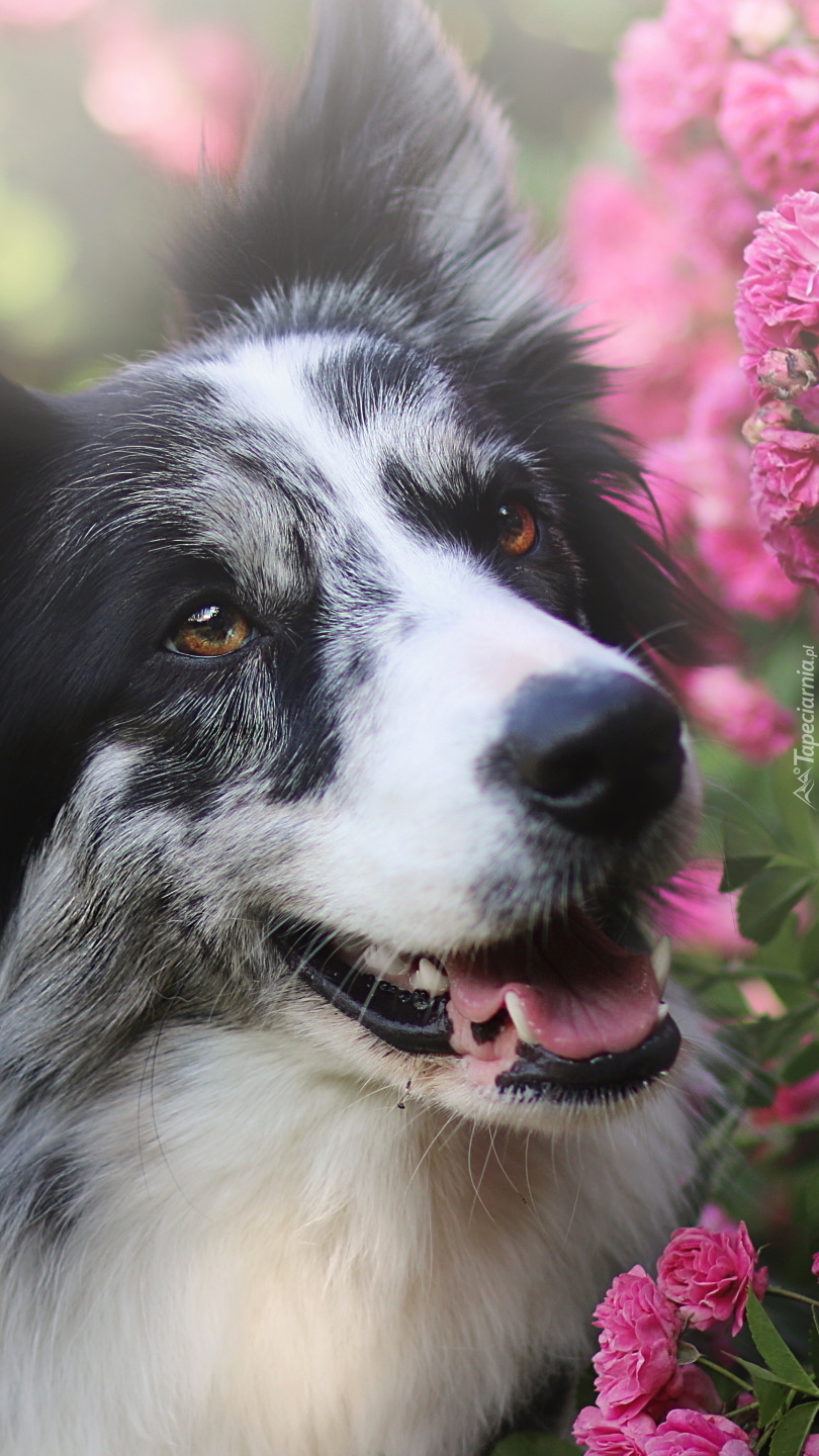 Border collie obok róż