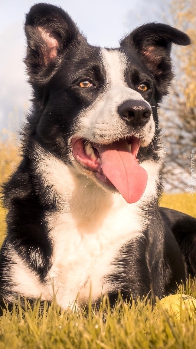 Border collie odpoczywający na łące