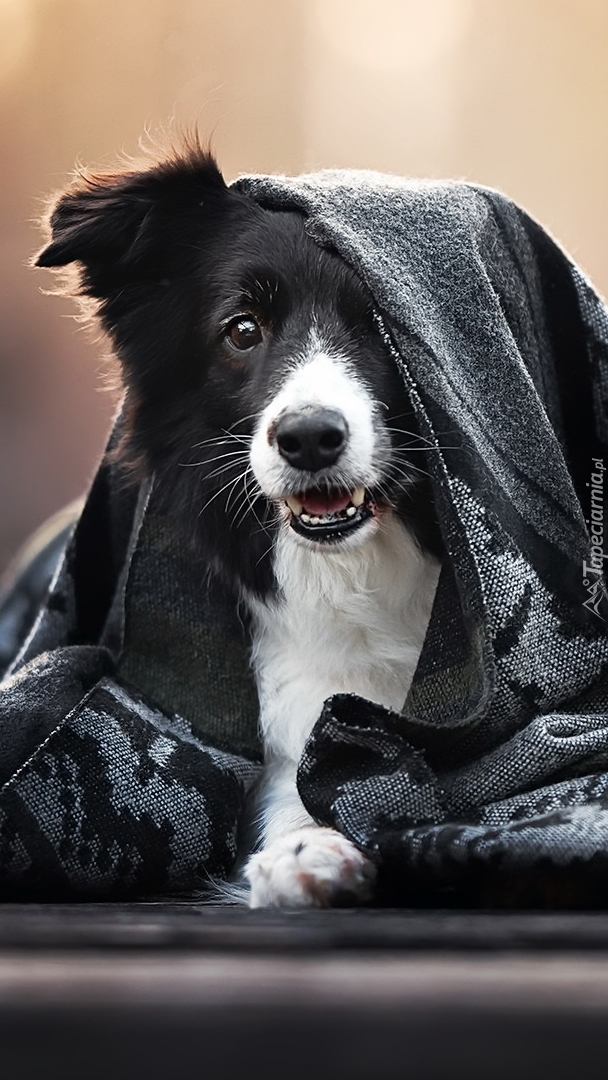 Border collie okryty szalem