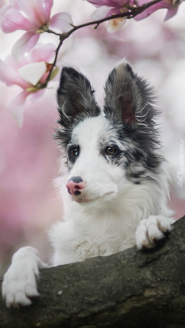 Border collie oparty łapkami o konar